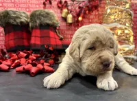 processed/0c948c7b-c2f3-41ab-a02a-711174553fb1/listing/b717c4da-189b-4c07-aacd-aab5d3b3f3cf/1eb48d32-4ab3-414a-8145-d6a6a510e753