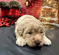 processed/0c948c7b-c2f3-41ab-a02a-711174553fb1/listing/b717c4da-189b-4c07-aacd-aab5d3b3f3cf/40a7af0b-ece9-41d8-9e45-8a0a0be99b6a