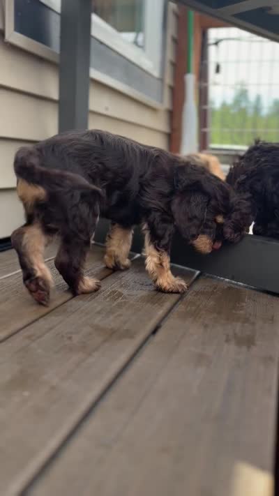 Phantom Boy, a male Labradoodle for sale in Chattaroy, WA – 4 of 5