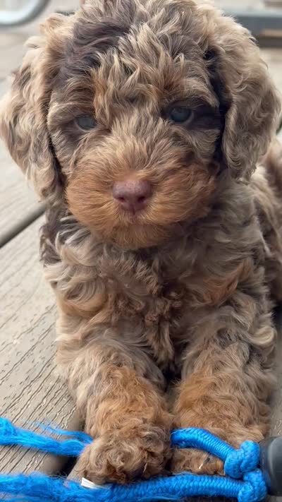 Merle Phantom #1, a female Labradoodle for sale in Chattaroy, WA – 6 of 7