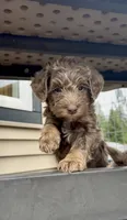 Silver Phantom Boy #1, a male Labradoodle for sale in Chattaroy, WA – 2 of 5