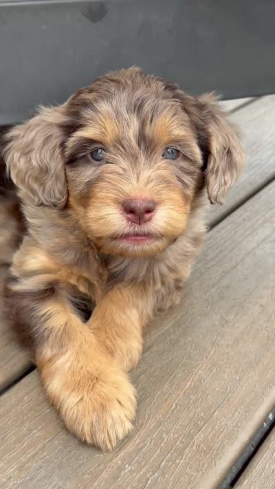 Merle Phantom Girl #2, a female Labradoodle for sale in Chattaroy, WA – 4 of 5