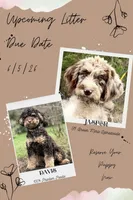 Silver Phantom Boy #2, a male Labradoodle for sale in Chattaroy, WA – 2 of 3