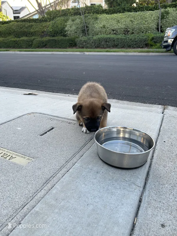 Ippo – German Shepherd Dog, Alaskan Husky puppy for sale in Ladera Ranch, CA