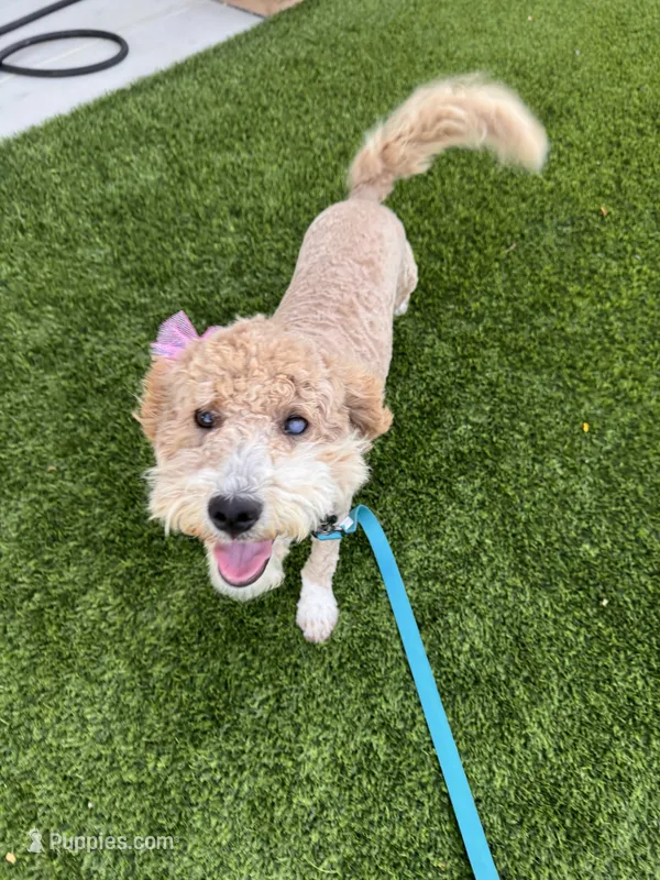 Waffles – Goldendoodle puppy for sale in Desert Hot Springs, CA