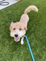 Waffles, a female Goldendoodle for sale in Desert Hot Springs, CA – 1 of 2