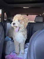 Waffles, a female Goldendoodle for sale in Desert Hot Springs, CA – 2 of 2