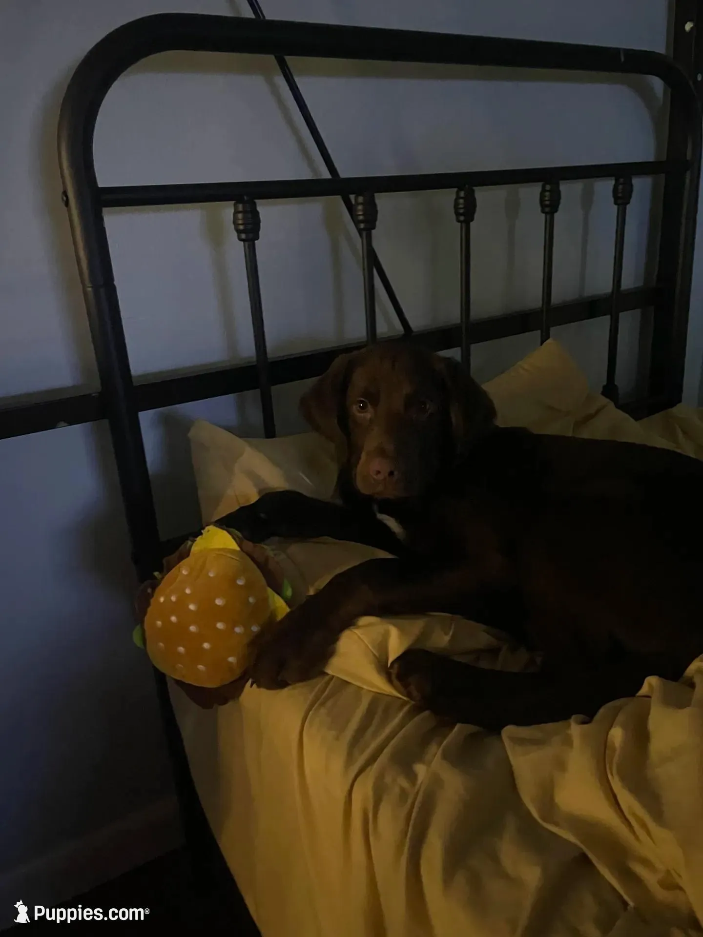 Jack , a male Labrador Retriever for sale in Lansdale, PA – Photo 2 of 4