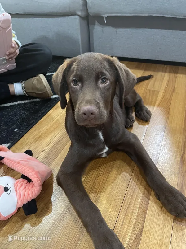 Jack  – Labrador Retriever puppy for sale in Lansdale, PA