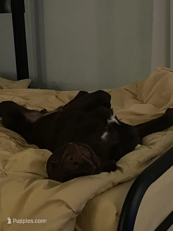 Jack  – Labrador Retriever puppy for sale in Lansdale, PA