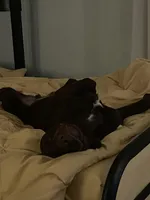 Jack , a male Labrador Retriever for sale in Lansdale, PA – Photo 3 of 4