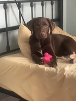 Jack , a male Labrador Retriever for sale in Lansdale, PA – Photo 4 of 4