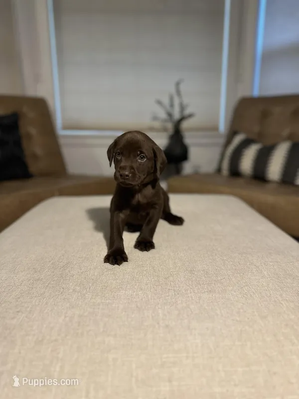 Brown – Labrador Retriever puppy for sale in Puyallup, WA