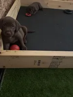 Brown, a male Labrador Retriever for sale in Puyallup, WA – Photo 3 of 3