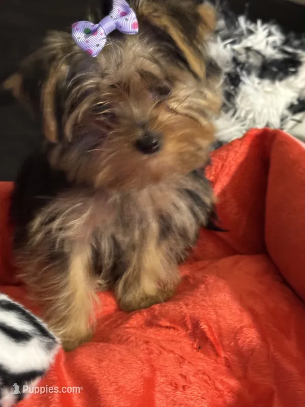Cupcake  – Yorkshire Terrier puppy for sale in Rochester, NY