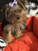 Cupcake , a female Yorkshire Terrier for sale in Rochester, NY – 1 of 4