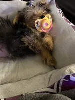 Cupcake , a female Yorkshire Terrier for sale in Rochester, NY – 4 of 4