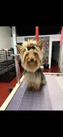 Cupcake , a female Yorkshire Terrier for sale in Rochester, NY – 3 of 4