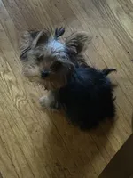 Cupcake , a female Yorkshire Terrier for sale in Rochester, NY – 2 of 4