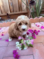 Little girl , a female Miniature Goldendoodle for sale in Salinas, CA – Photo 2 of 3