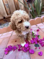 Little girl , a female Miniature Goldendoodle for sale in Salinas, CA – Photo 1 of 3