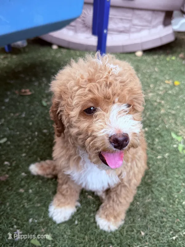 Little girl  – Miniature Goldendoodle puppy for sale in Salinas, CA