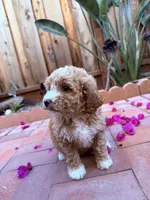Little girl , a female Miniature Goldendoodle for sale in Salinas, CA – Photo 3 of 3