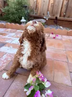 Little miss , a female Miniature Goldendoodle for sale in Salinas, CA – Photo 5 of 5