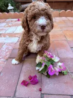 Little miss , a female Miniature Goldendoodle for sale in Salinas, CA – Photo 4 of 5