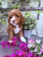 Little miss , a female Miniature Goldendoodle for sale in Salinas, CA – Photo 3 of 5