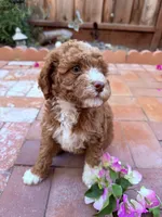 Little miss , a female Miniature Goldendoodle for sale in Salinas, CA – Photo 2 of 5