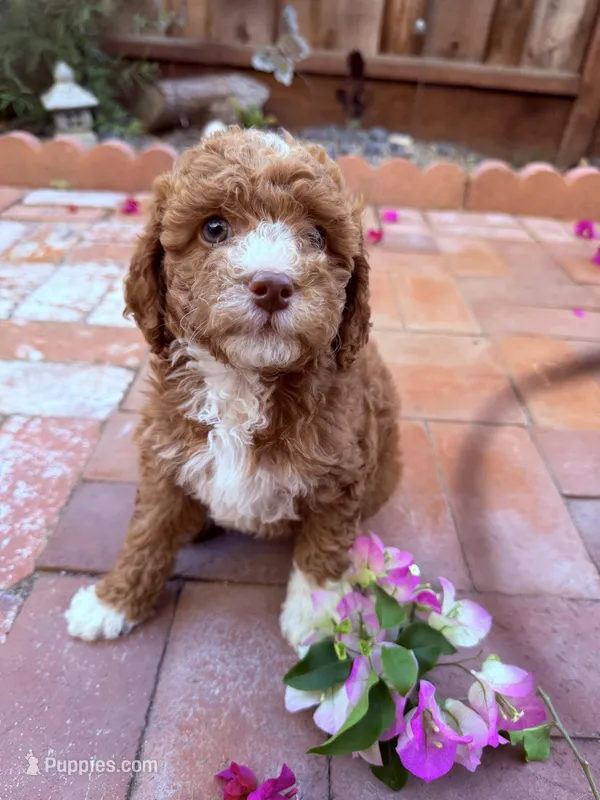 Little miss  – Miniature Goldendoodle puppy for sale in Salinas, CA