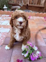 Little miss , a female Miniature Goldendoodle for sale in Salinas, CA – Photo 1 of 5