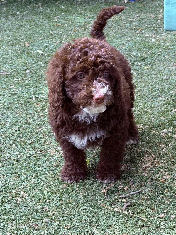 Brown chocolate  – Miniature Goldendoodle puppy for sale in Salinas, CA