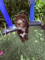 Brown chocolate , a male Miniature Goldendoodle for sale in Salinas, CA – 7 of 7