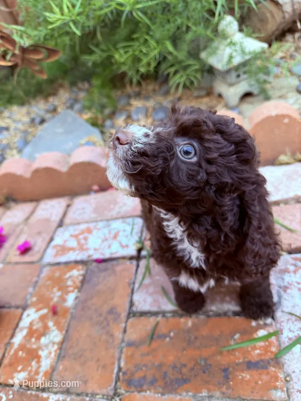 Brown chocolate  – Miniature Goldendoodle puppy for sale in Salinas, CA