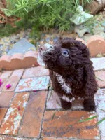 Brown chocolate , a male Miniature Goldendoodle for sale in Salinas, CA – Photo 1 of 3