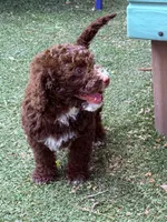 Brown chocolate , a male Miniature Goldendoodle for sale in Salinas, CA – 2 of 7