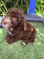 Brown chocolate , a male Miniature Goldendoodle for sale in Salinas, CA – 4 of 7