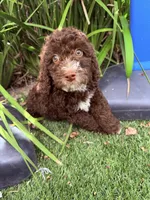 Brown chocolate , a male Miniature Goldendoodle for sale in Salinas, CA – 5 of 7