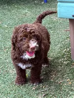 Brown chocolate , a male Miniature Goldendoodle for sale in Salinas, CA – 3 of 7