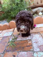 Brown chocolate , a male Miniature Goldendoodle for sale in Salinas, CA – Photo 2 of 3