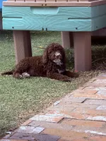 Brown chocolate , a male Miniature Goldendoodle for sale in Salinas, CA – 6 of 7