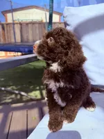 Brown chocolate , a male Miniature Goldendoodle for sale in Salinas, CA – Photo 3 of 3