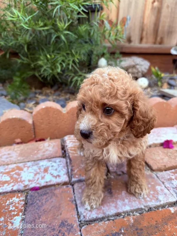 Little boy  – Miniature Goldendoodle puppy for sale in Salinas, CA