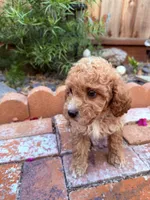 Little boy , a male Miniature Goldendoodle for sale in Salinas, CA – Photo 1 of 4