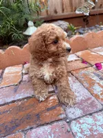 Little boy , a male Miniature Goldendoodle for sale in Salinas, CA – Photo 3 of 4