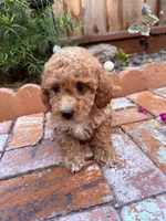 Little boy , a male Miniature Goldendoodle for sale in Salinas, CA – Photo 2 of 4