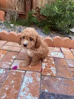 Little boy , a male Miniature Goldendoodle for sale in Salinas, CA – Photo 4 of 4