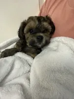 Cockapoo male, a male Cockapoo for sale in Willis, TX – 3 of 5